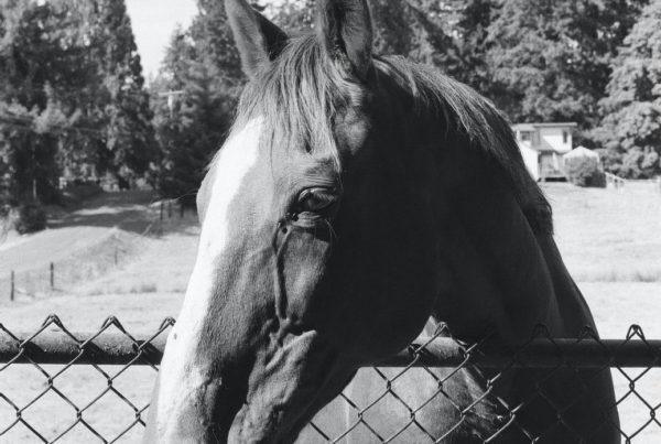 Community Horse Sanctuary Evie