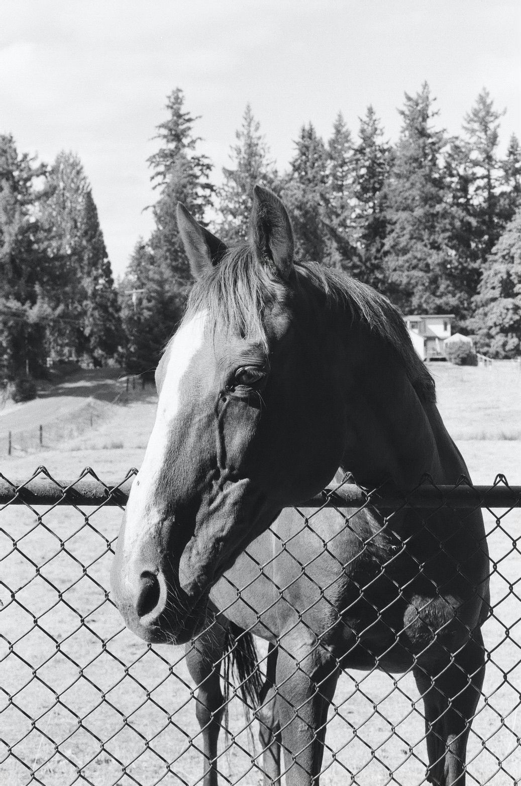 Community Horse Sanctuary Evie