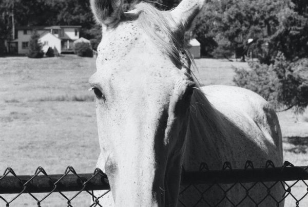 Community Horse Sanctuary Sara