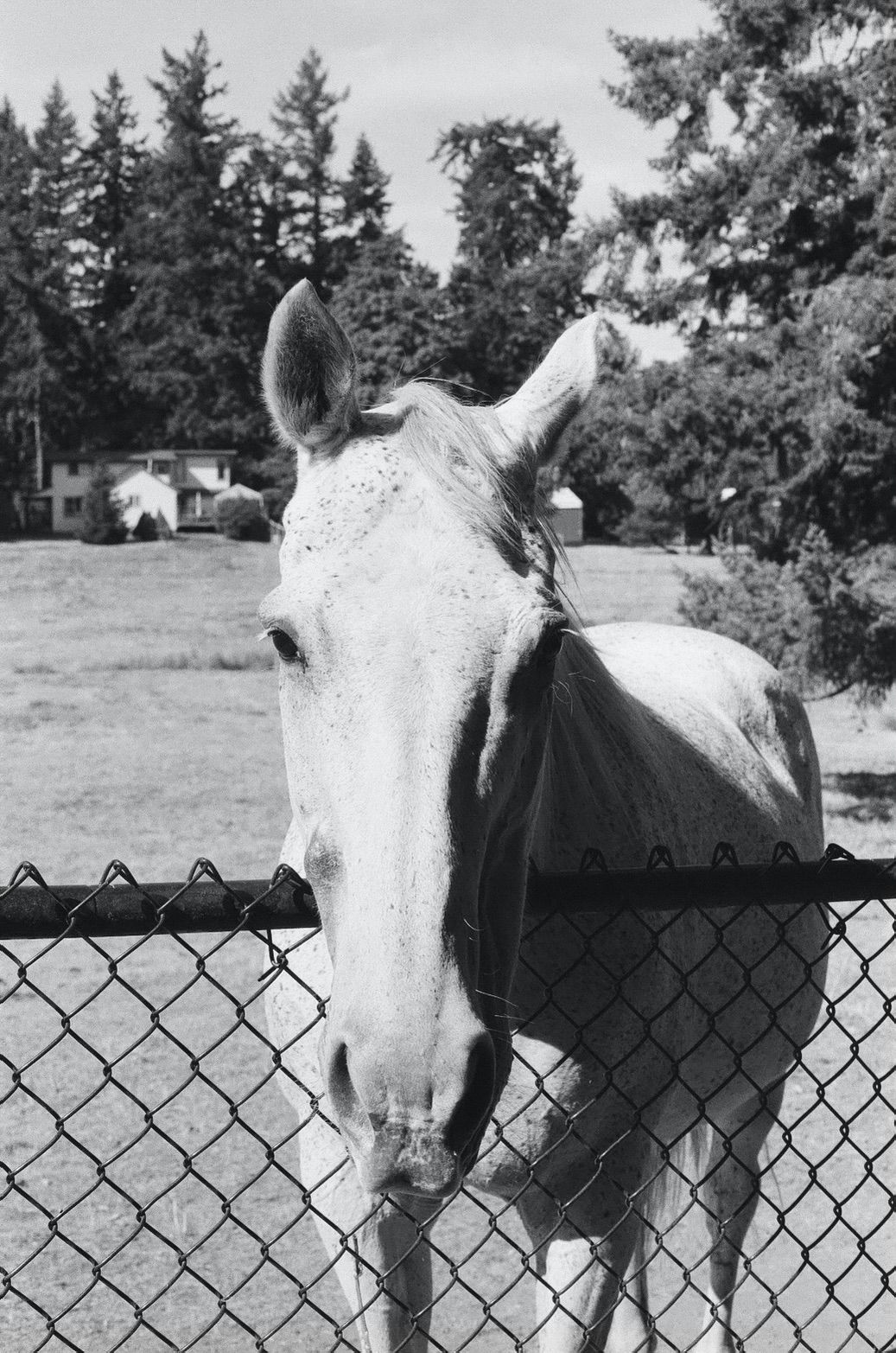 Community Horse Sanctuary Sara