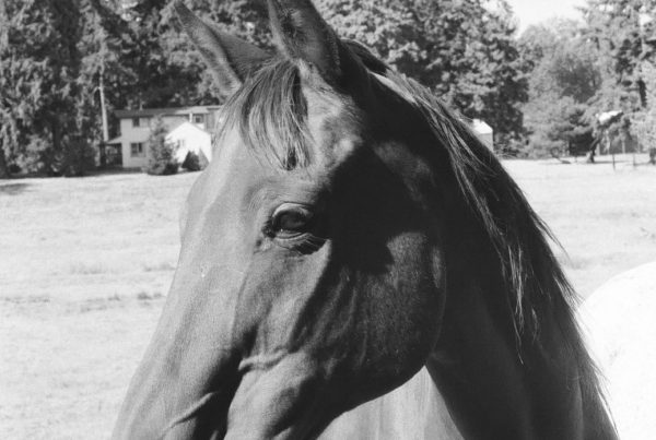 Community Horse Sanctuary Sylvester