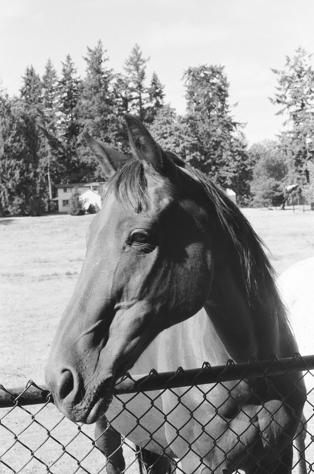 Community Horse Sanctuary Sylvester