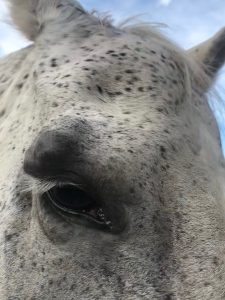 Sara Horse Melanoma