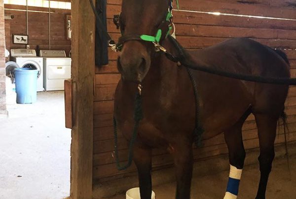 Community Horse Sanctuary Bond In Cross Ties