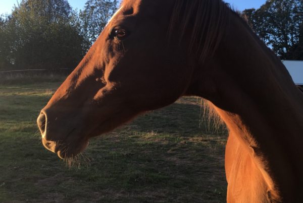 Community Horse Sanctuary Angel 2