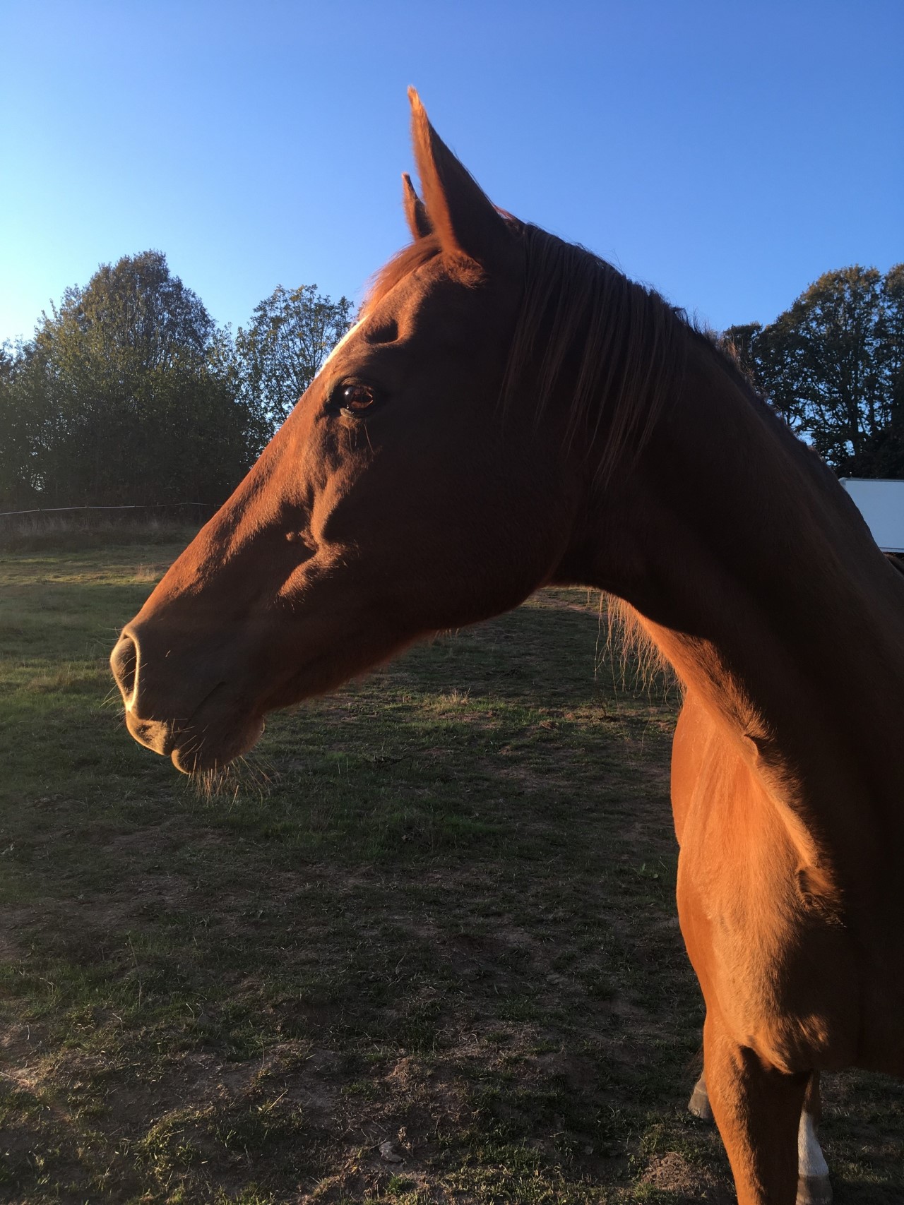 Community Horse Sanctuary Angel 2