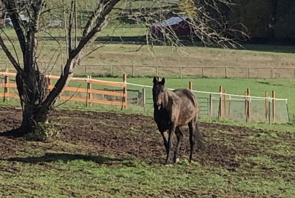 Community Horse Sanctuary Ameilia In Field