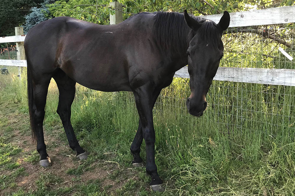 Community Horse Sanctuary Atlas Single