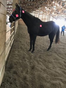 Community Horse Sanctuary News Coaching