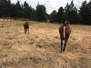 Community Horse Sanctuary News Pasture