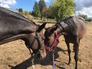 Community Horse Sanctuary News Pasture Horse