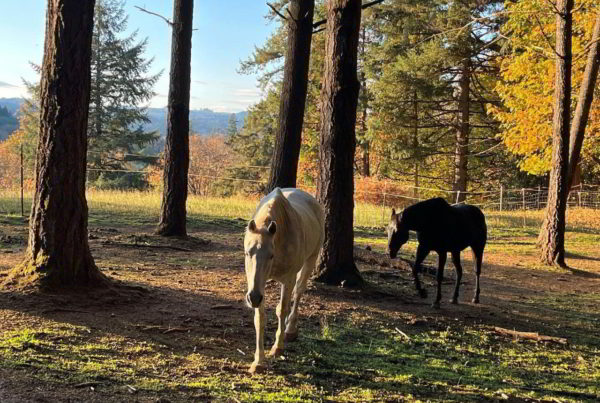 Community Horse Sanctuary Cookie Snitch