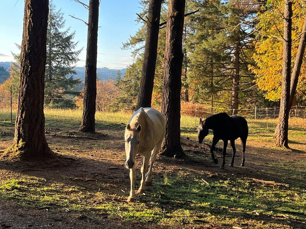 Community Horse Sanctuary Cookie Snitch